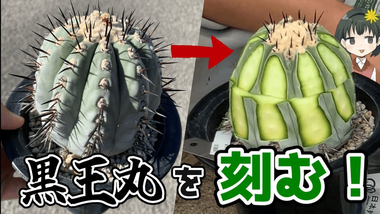 黒王丸を稜接ぎしてみるの回