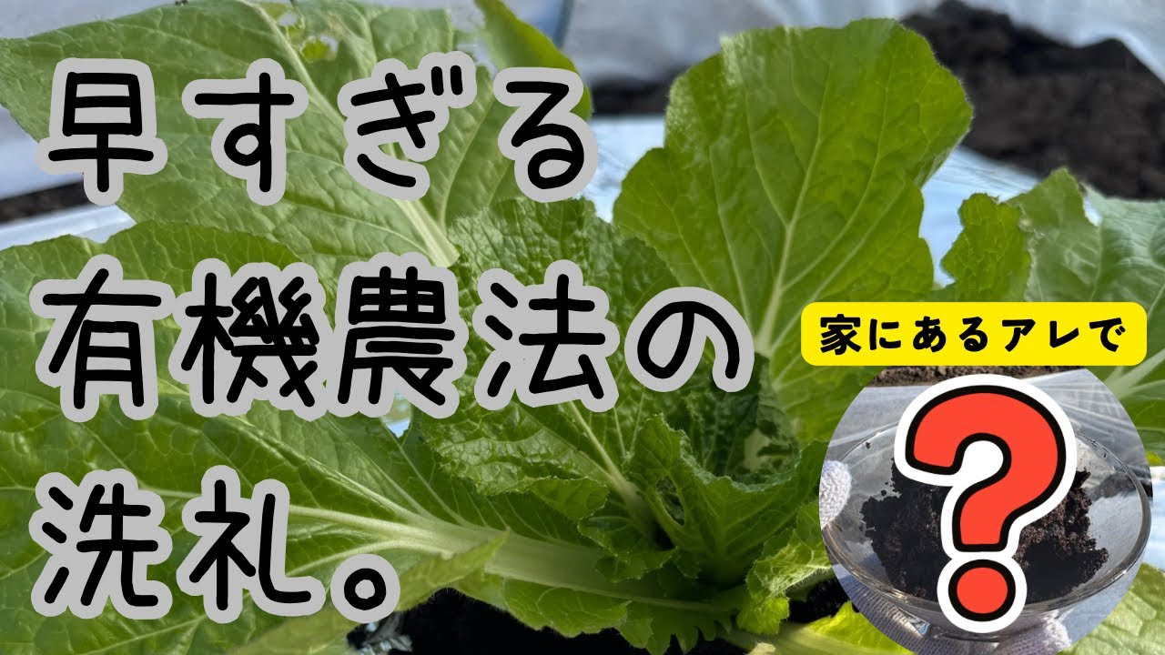 【ゆる自給】#5 白菜とヨトウムシの戦い。コーヒーの香りに包まれて、有機栽培を楽しむ冬。