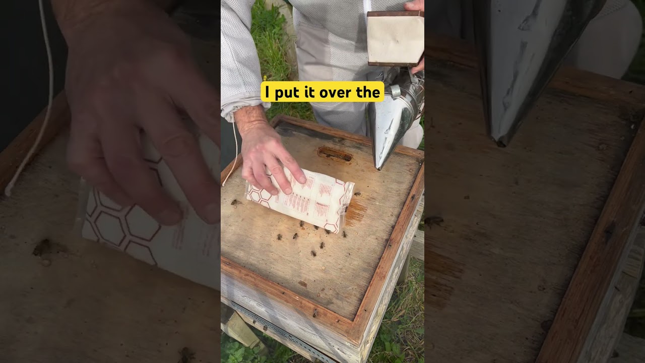 Adding Fondant to ensure the bee have enough food to get them through the winter #beekeeping #bee