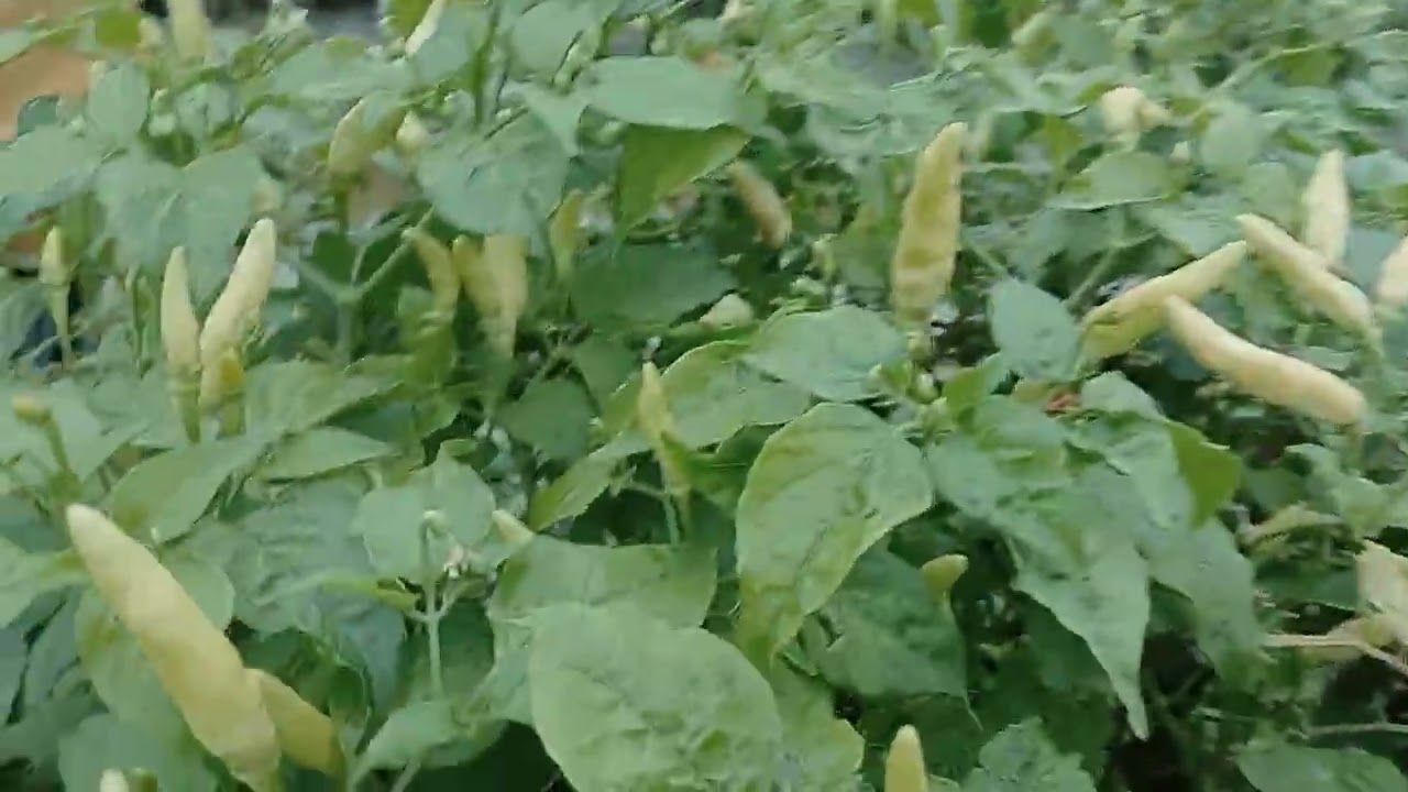 Cabe kaliber tua menolak mati buah ke3 