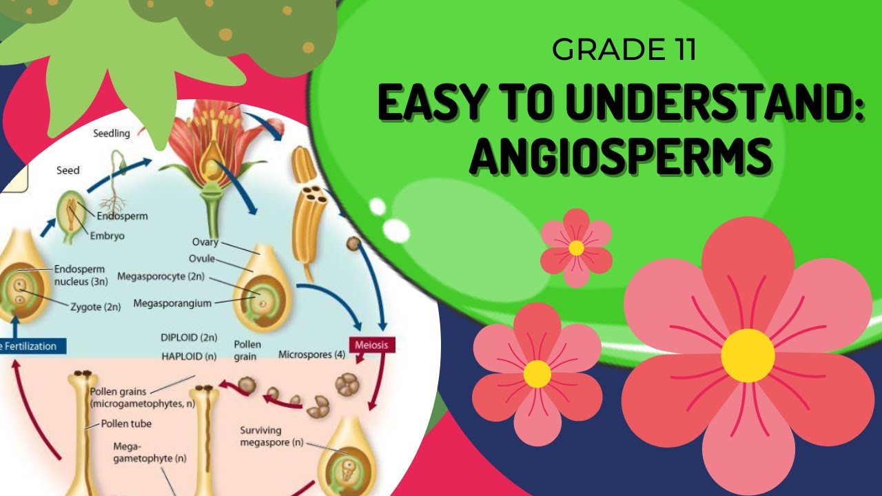 Angiosperms