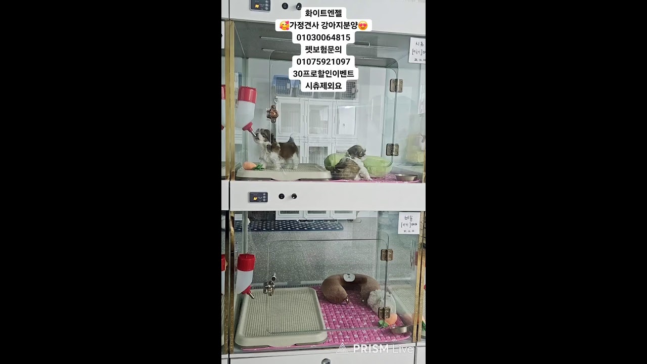 천방지축 개들의일상 라이브 방송