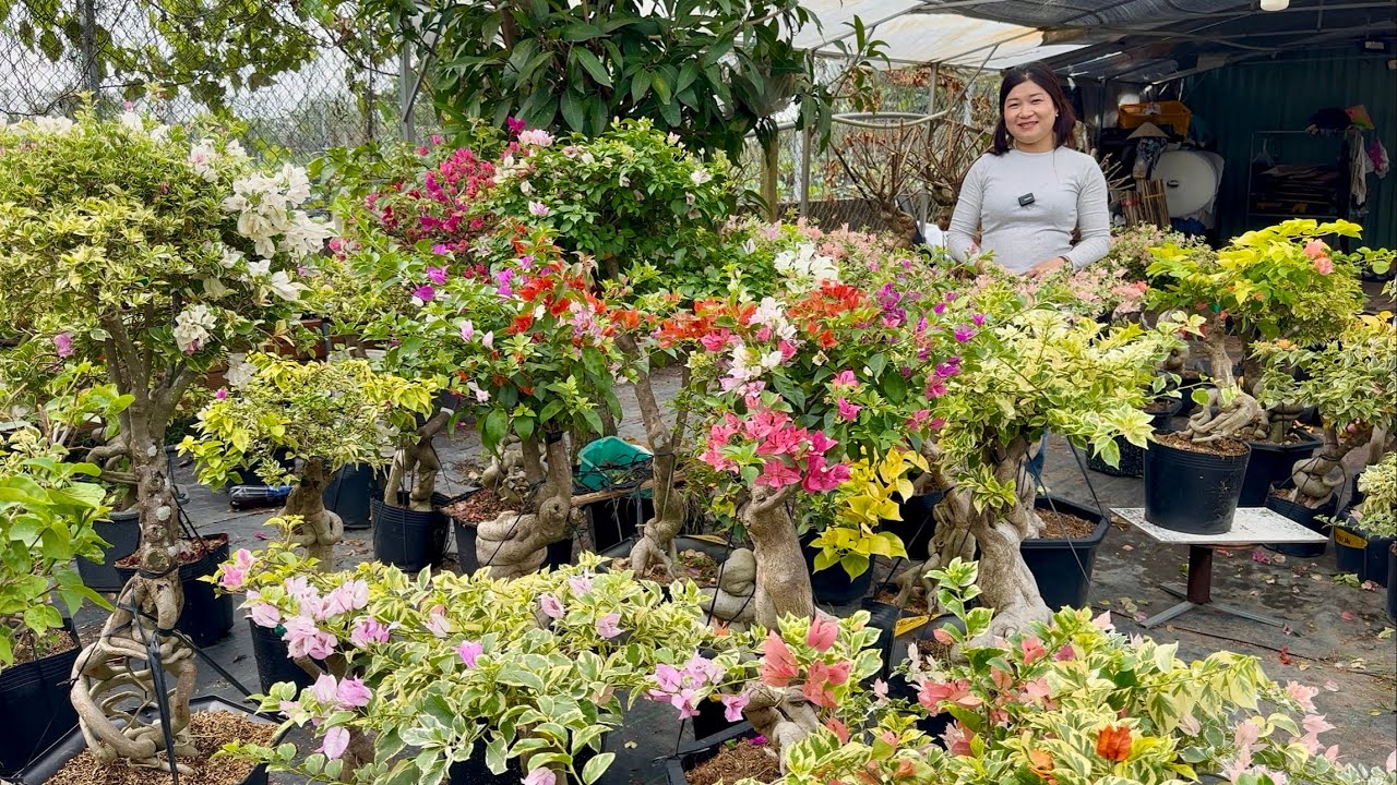 Hoa giấy nhiều loại siêu đẹp giá bình dân bao ship toàn quốc ☎0979.563.401 Ngọc Hồ