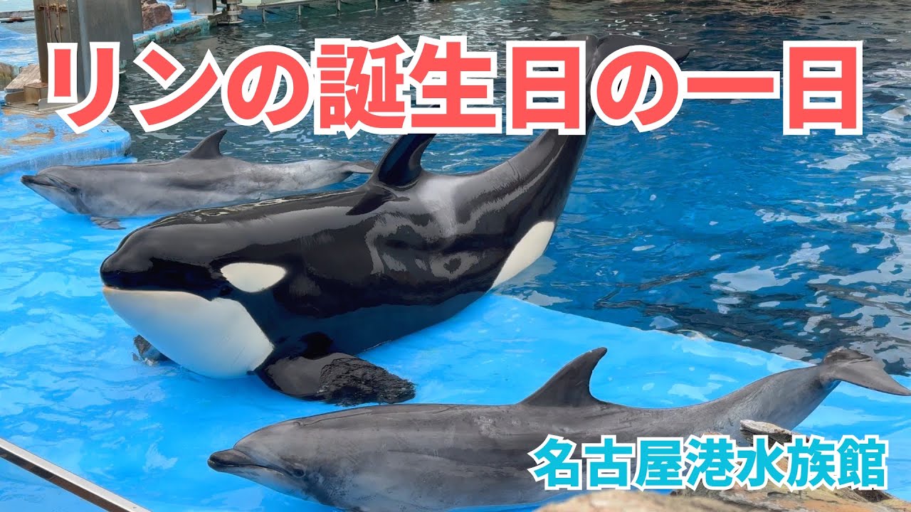 【名古屋港水族館】シャチのリン、13歳の誕生日をみんなでお祝い！