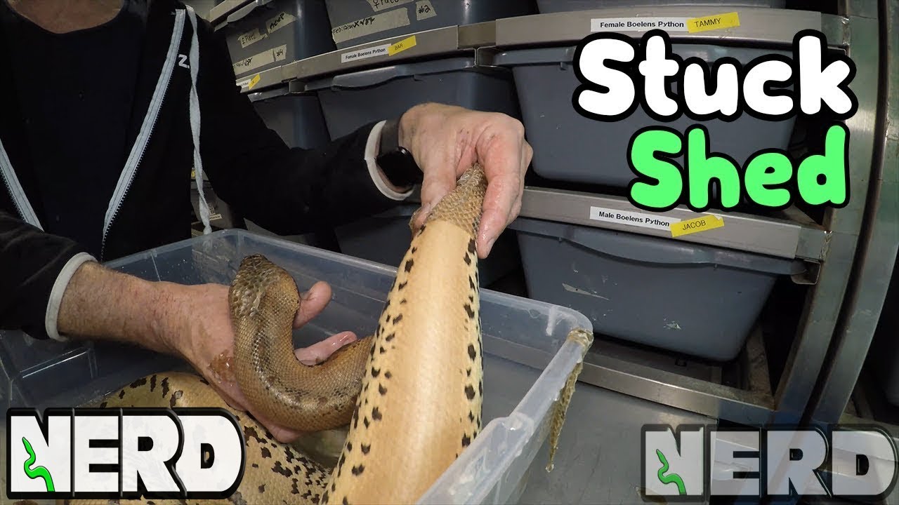 STUCK SHEDS ON SNAKE? - IT CAN GET TERRIBLE,  IF YOU LET IT!