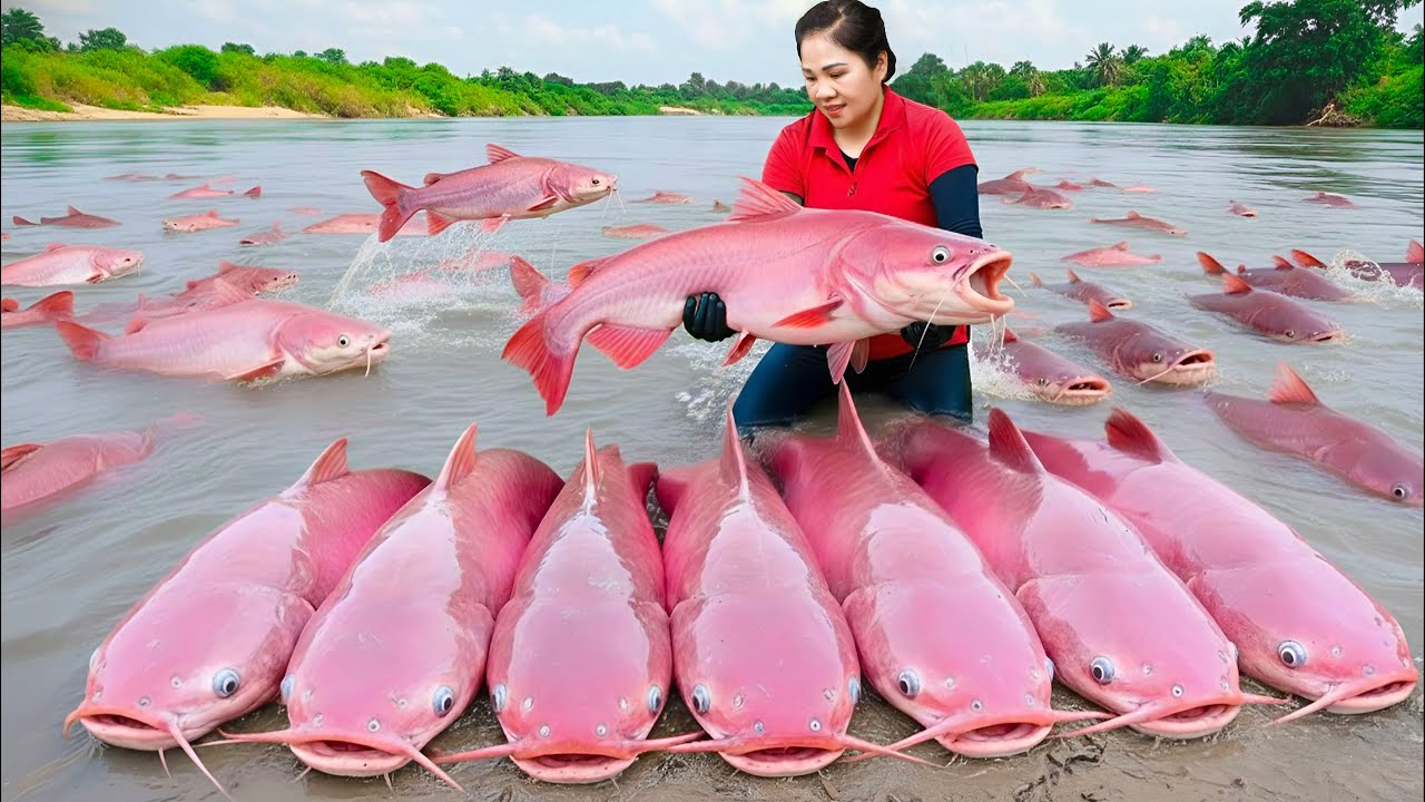 Harvesting Giant Pink Catfish & Goes To Market Sell - Catching giant catfish hiding underground