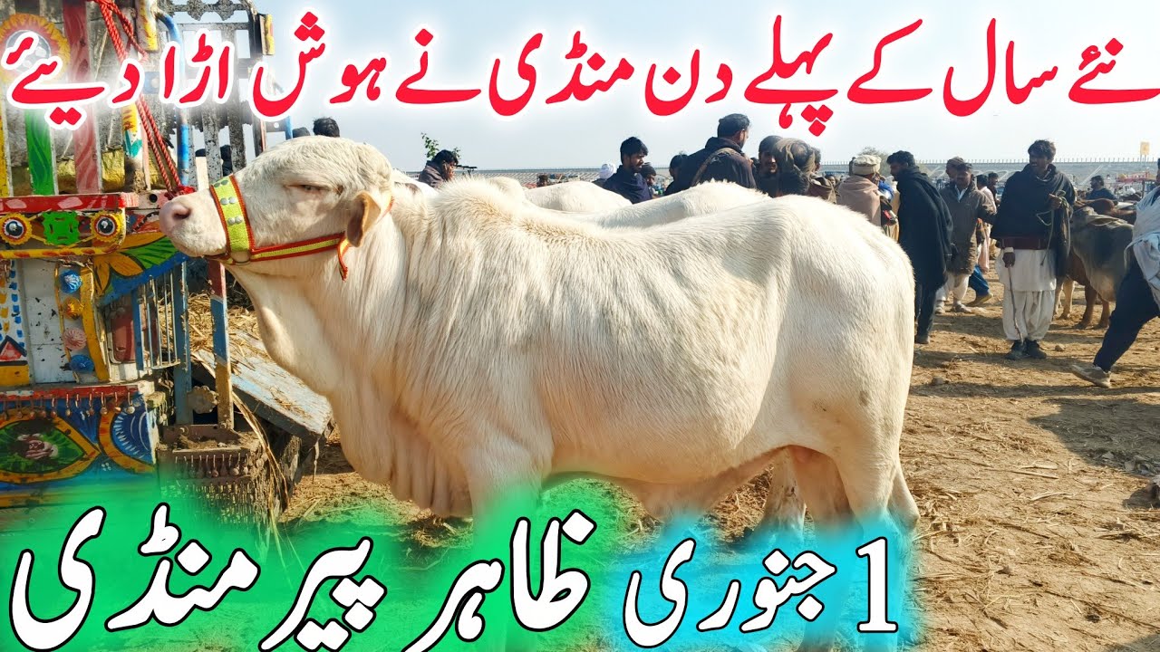 First Day 2026 Zahir Pir Cow Mandi | Cholistani Ablak Sahiwal Nukra Qulabi Bachre | Qurabani 2026🔥