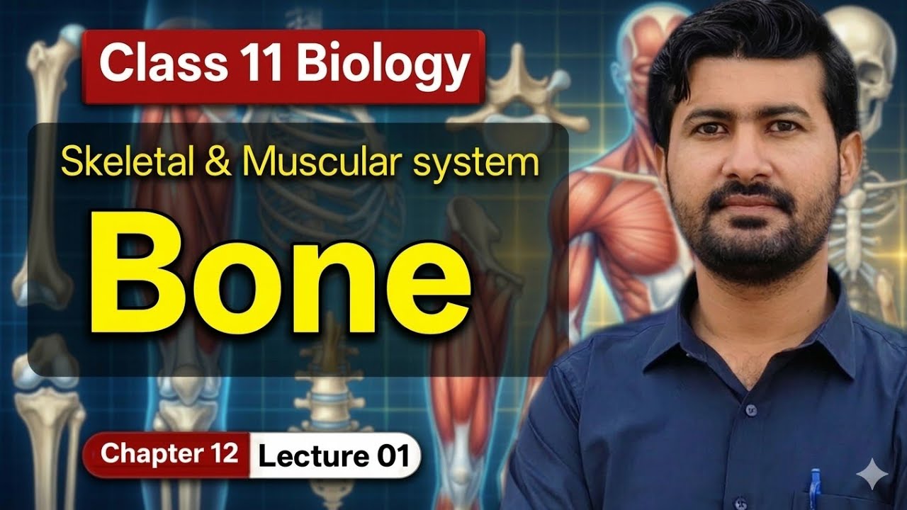 Structure of Bone (Skeletal and Muscular system) Class 11 biology chapter 12 by irtisam's biology 