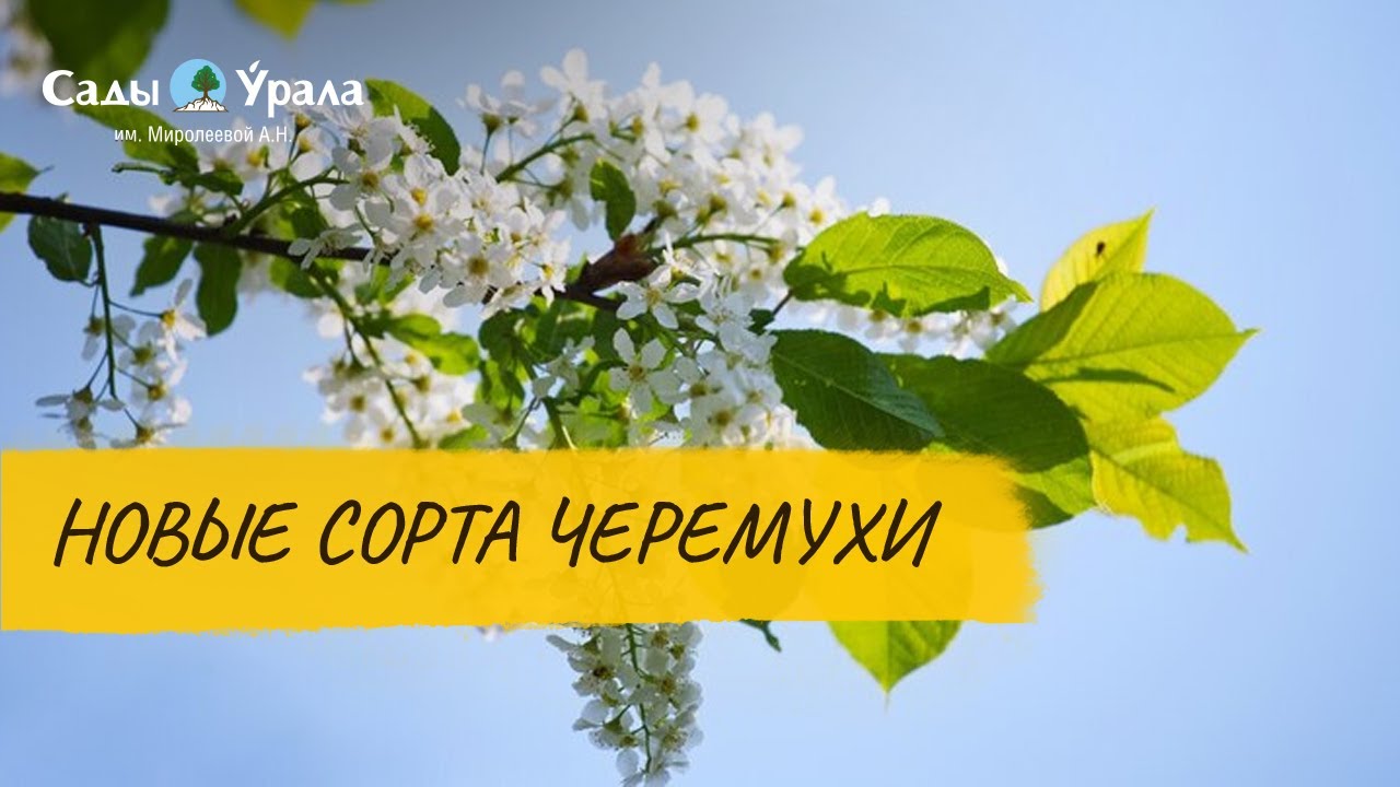 Черёмуха: Новые сорта. Видеоинструкция от Питомника 