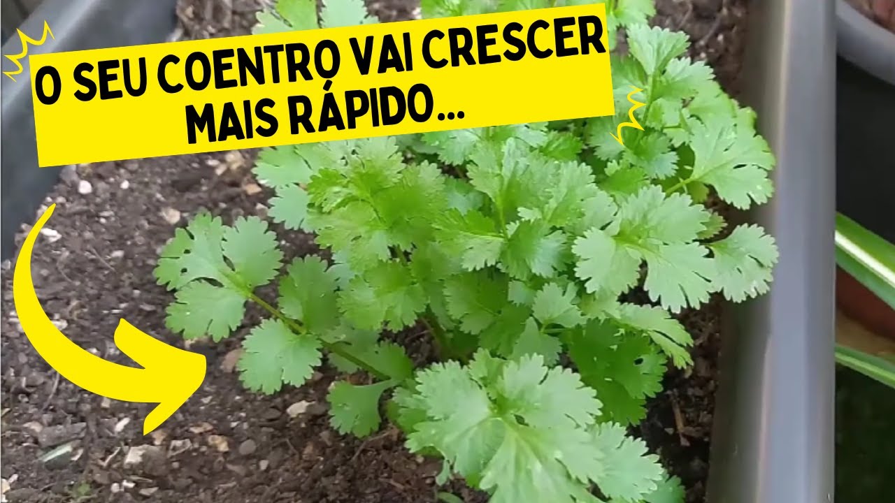 5 DICAS DE CULTIVO PARA O COENTRO CRESCER MAIS R&Aacute;PIDO