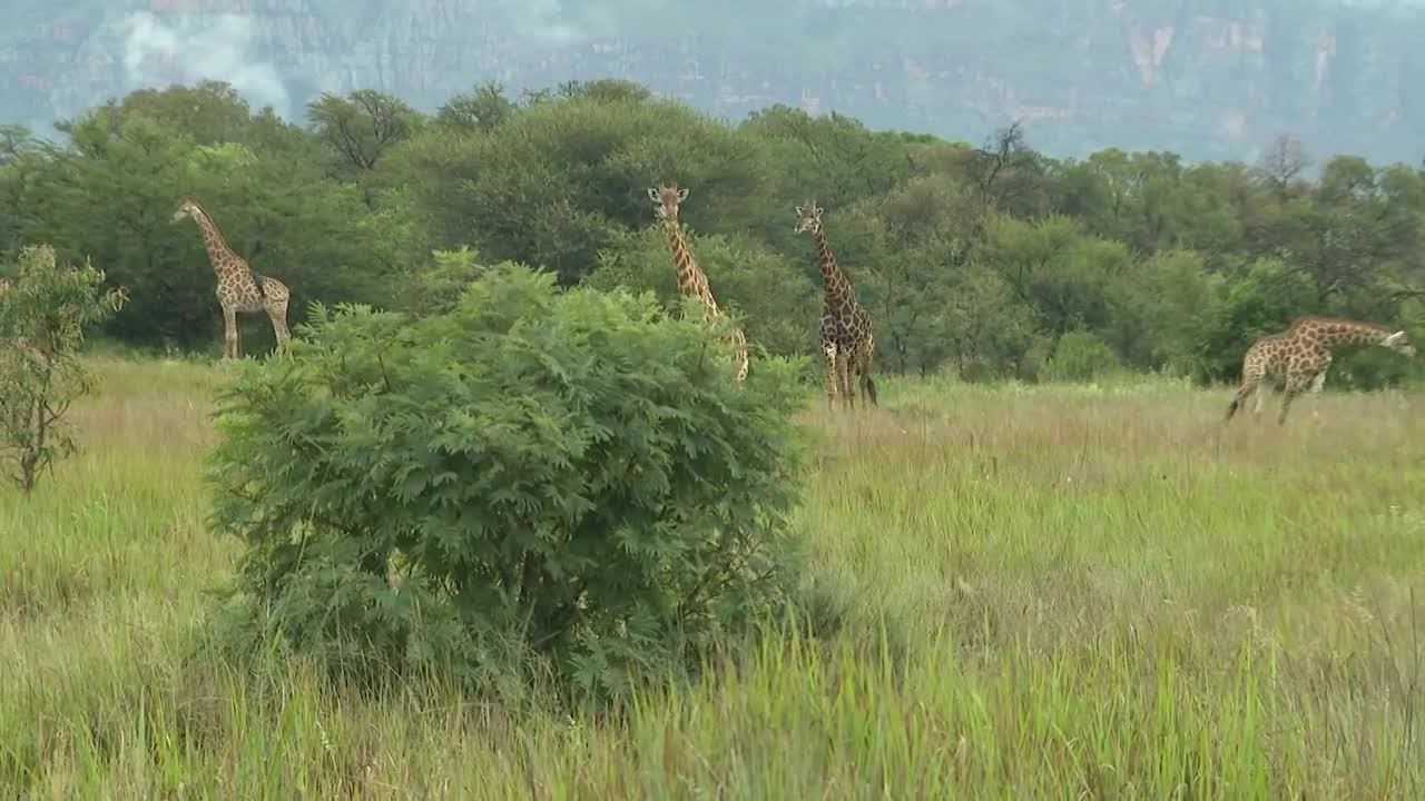 From Iowa to Africa: Wild animals, wide-open spaces in South African game reserve