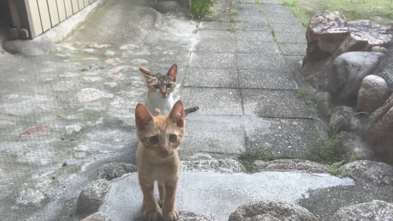 【猫捕獲】玄関に毎日やってくる外猫母子の保護に向けて...!