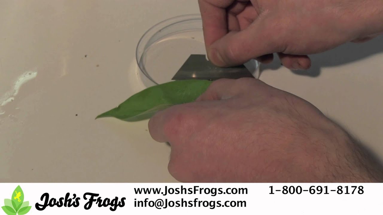 Dart Frog Egg Care