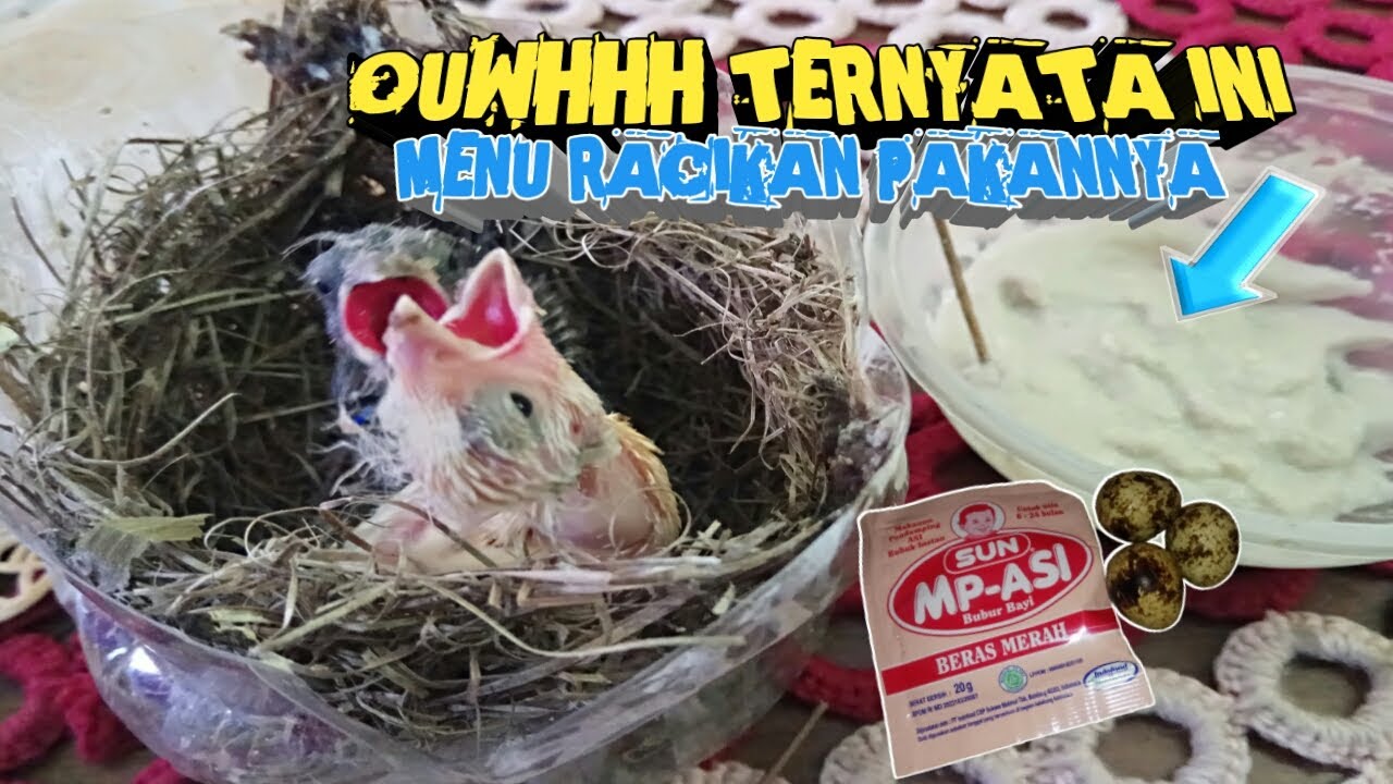 CUKUP DENGAN RACIKAN PAKAN INI LOLOHAN KENARI CEPAT BESAR,DIBANDING DILOLOH SAMA INDUKANNYA