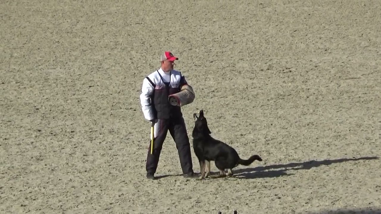 2024 IGP CACT Галина Рожкова и Dexter Orrylordblack GSD С dis