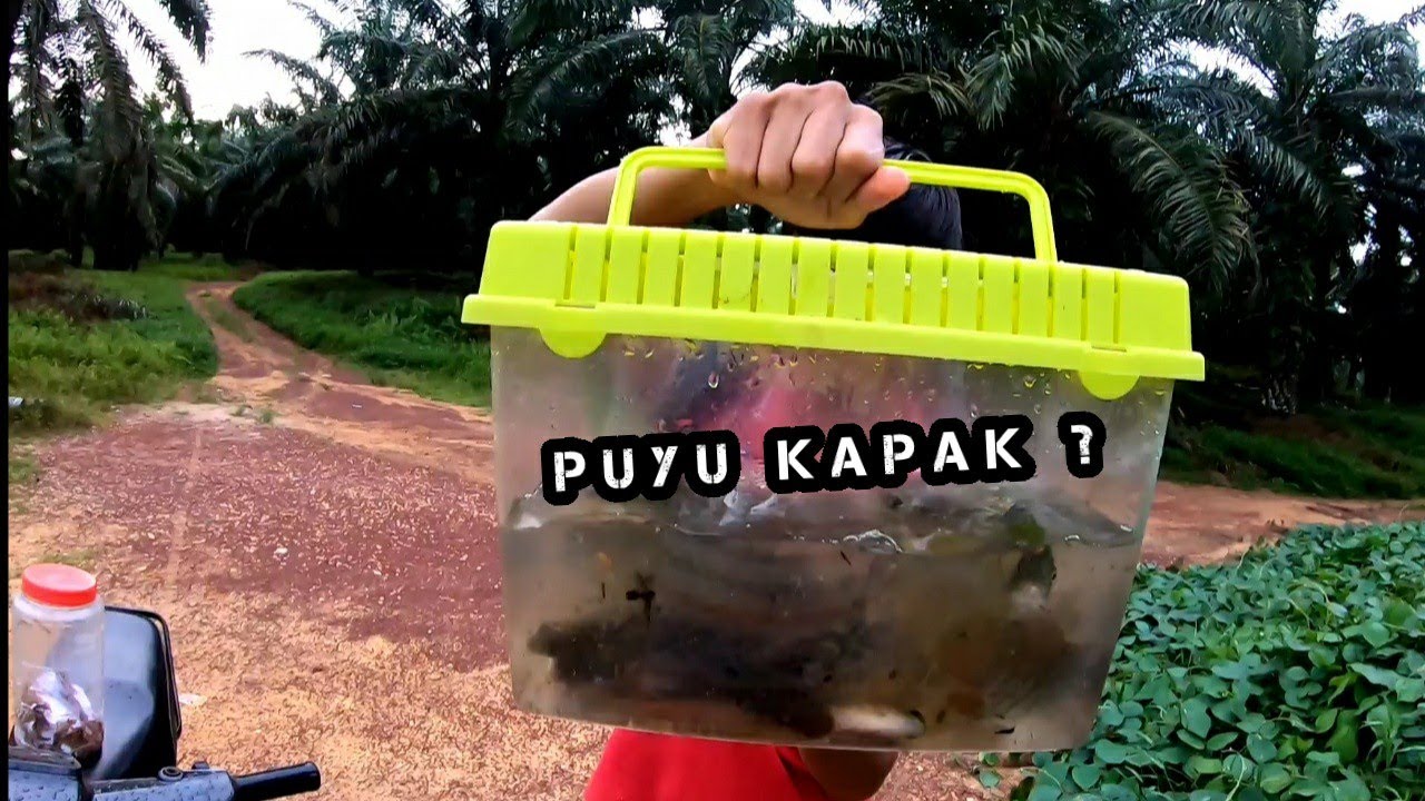 MANCING IKAN 