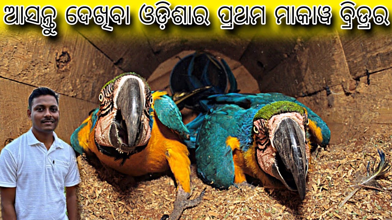 Odisha's First Macaw Parrot Breeder / Macaw Parrot In Odisha