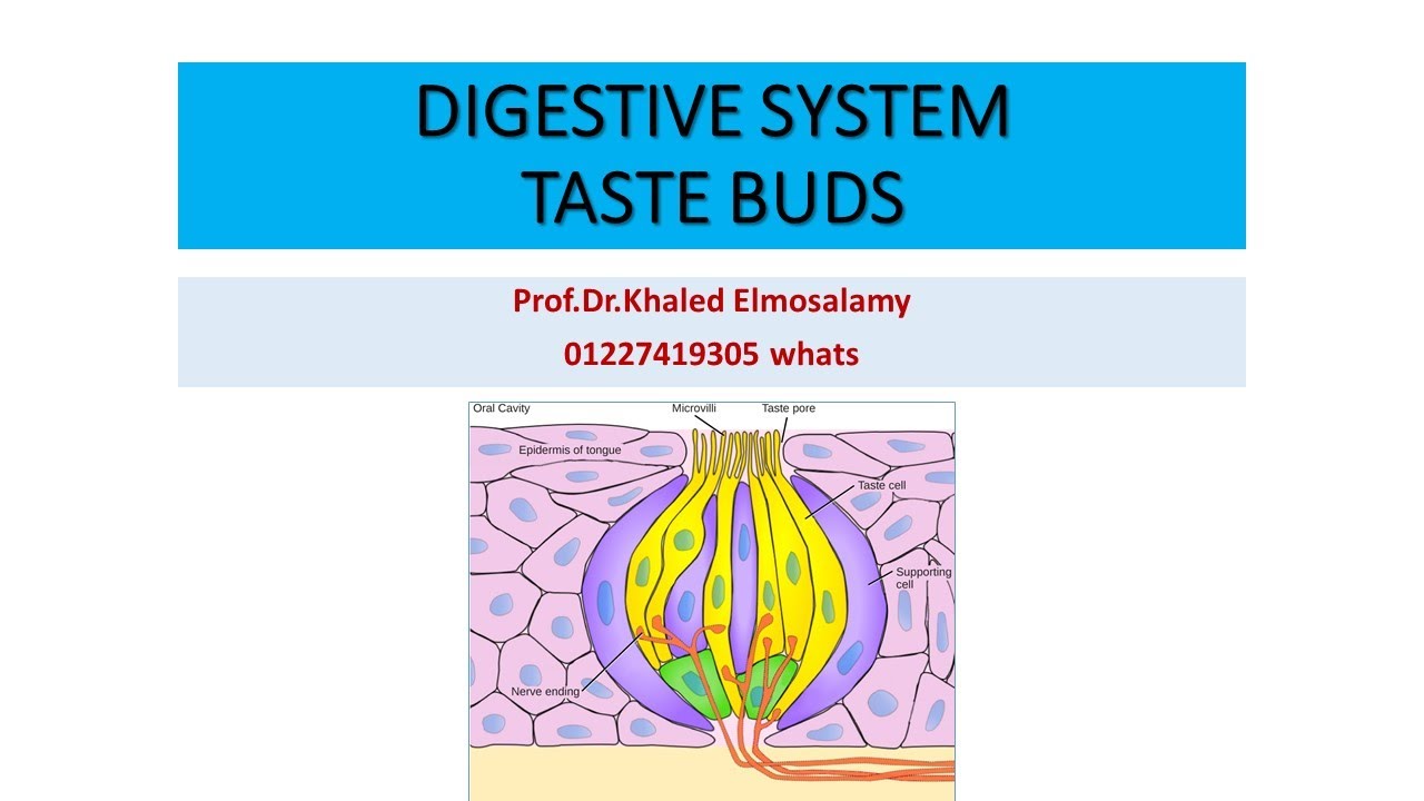 Taste buds = histology =taste sensation