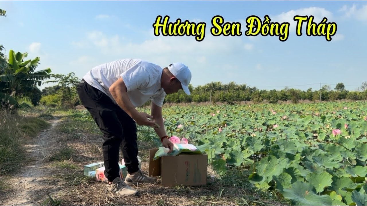 HƯƠNG SEN ĐỒNG THÁP