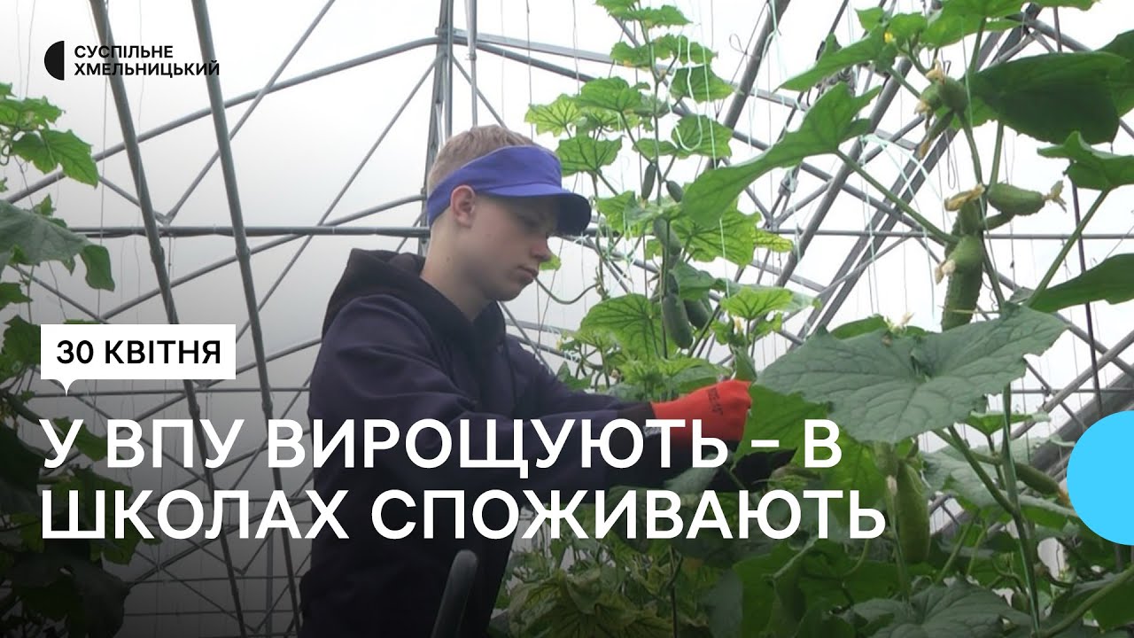 Понад тонну огірків зібрали у теплиці хмельницького училища з початку березня