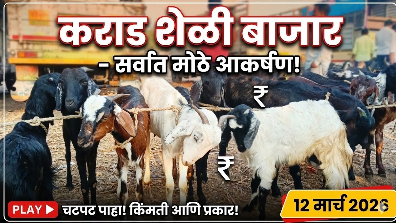 कराडचा शेळी मेंढी बाजार |फक्त दहा मिनिटात पहा चालू बाजार भाव |