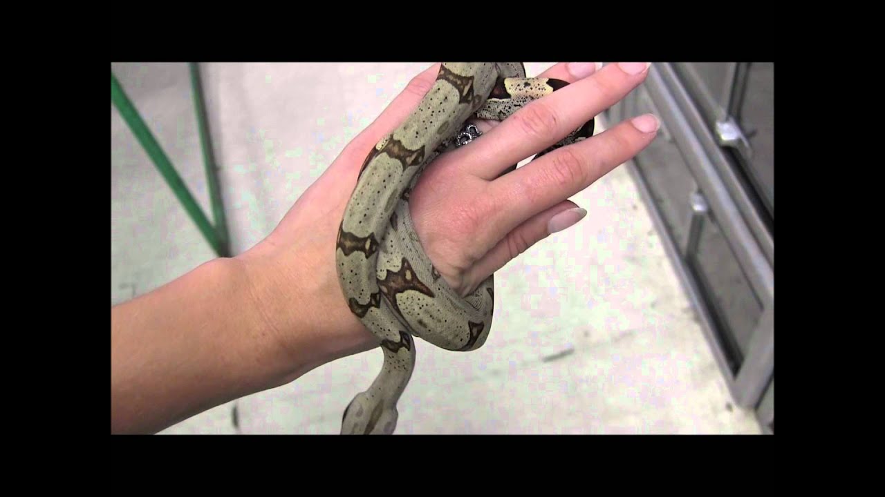 Small Peruvian Boas