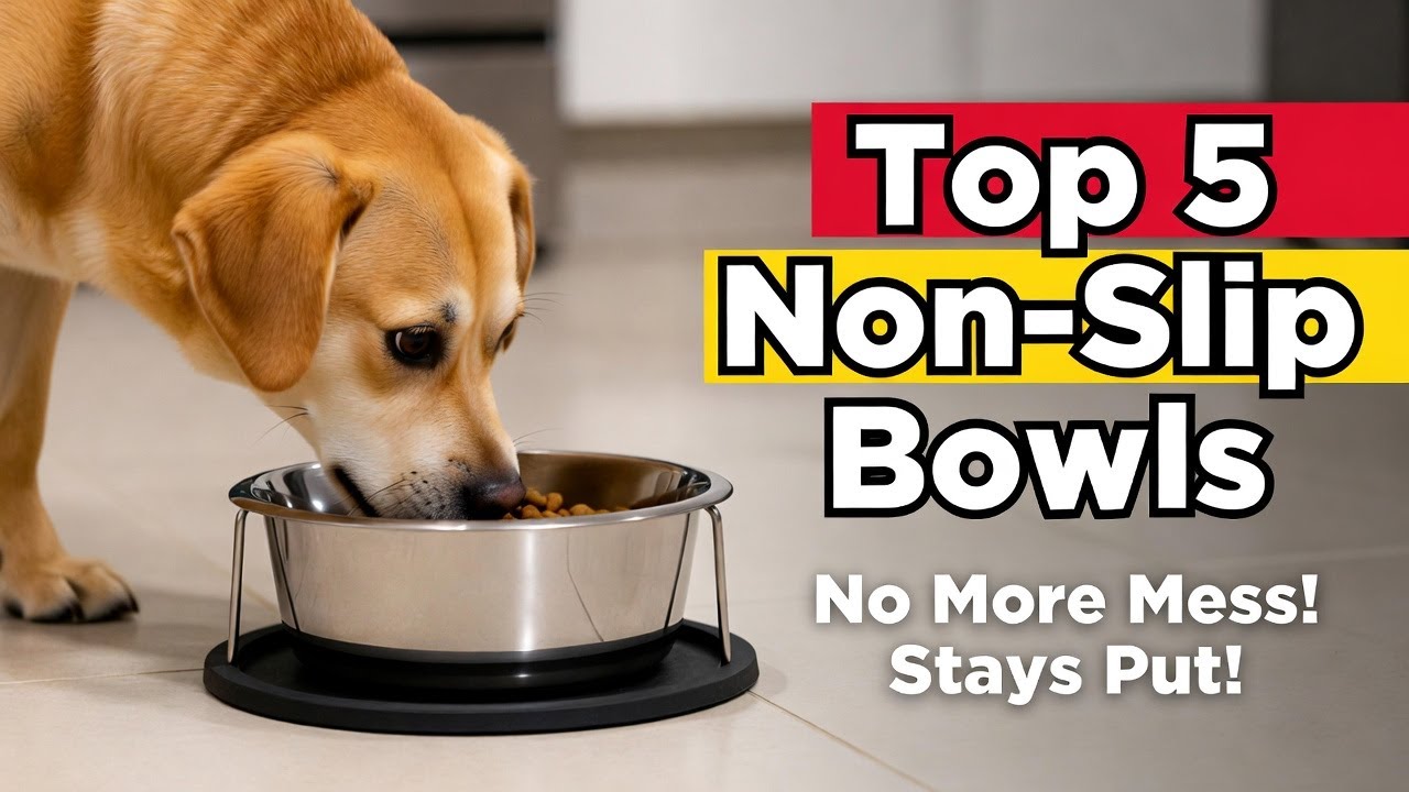 Top 5 best dog dog food bowl non slip review guide 2026 latest update (Exclusive) spill proof picks