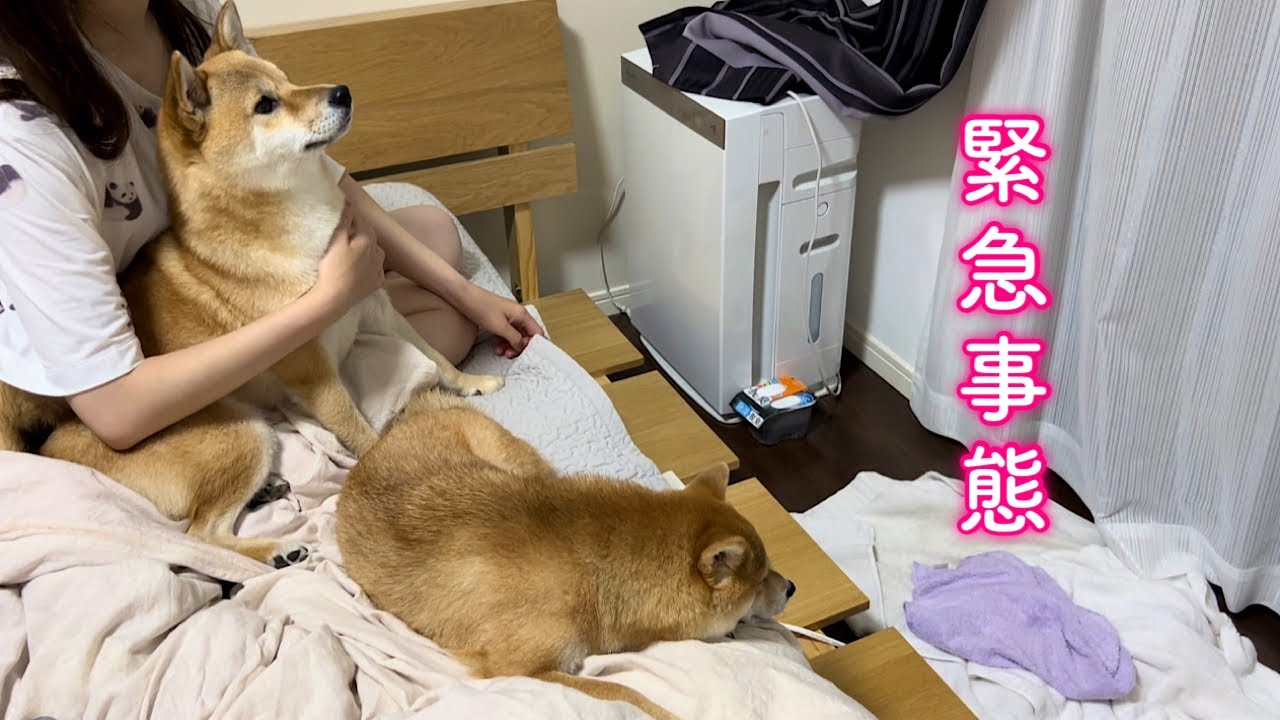 台風が来て寝られない飼い主に追い討ちをかけるように事件が発生しました