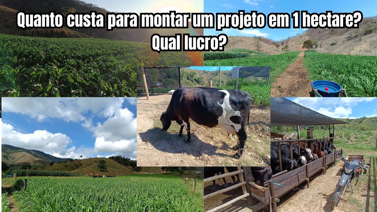 Qual o valor para montar um projeto de leite em 1 hectare? Qual é o lucro?