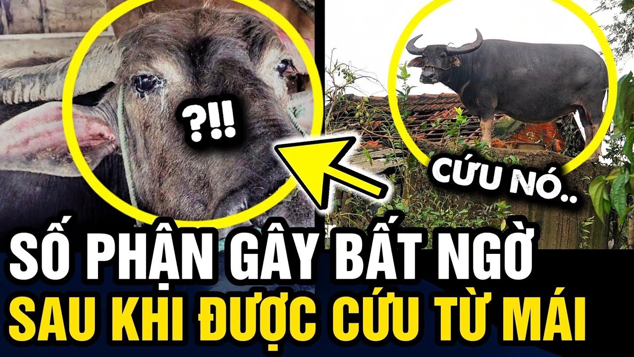 Vụ con trâu KẸT TRÊN MÁI sau lũ, chủ trâu có quyết định khiến đời trâu SANG TRANG MỚI | Tin 3 Phút