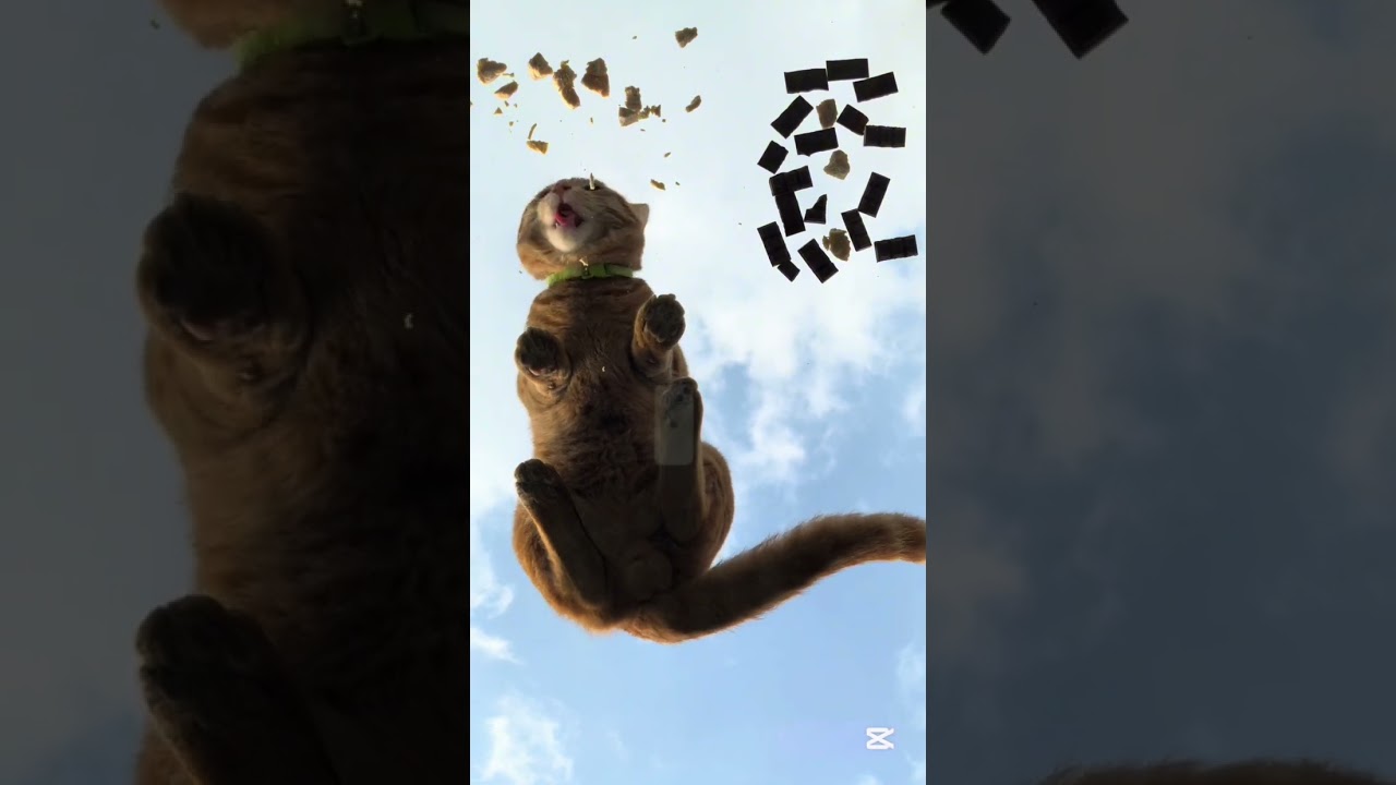 Cat vs Chocolate? 🍫 Chicken or Sweet Treats? (STUNNING CHOICE)