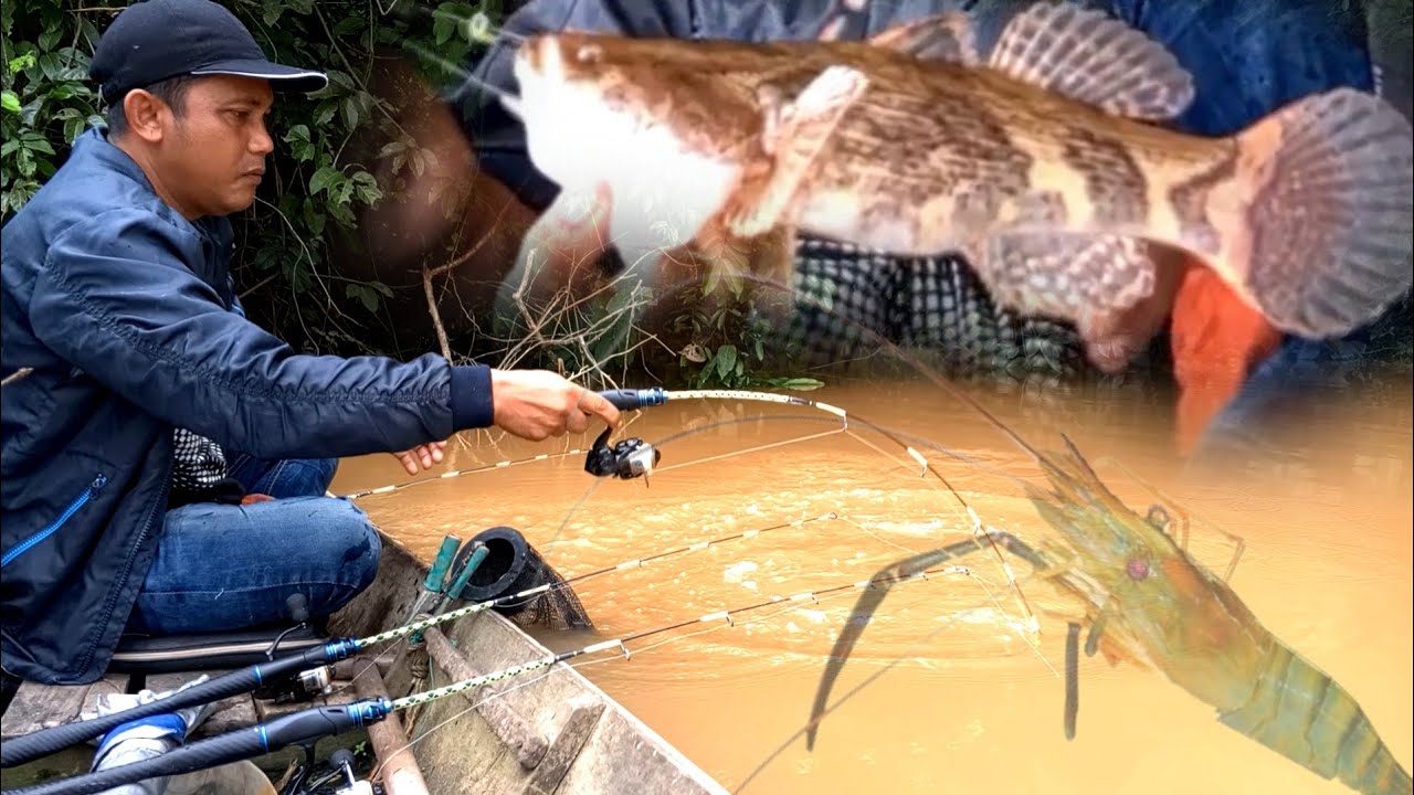 Rejeki tak terduga‼️Jackpot ikan betutu,saat mancing udang galah
