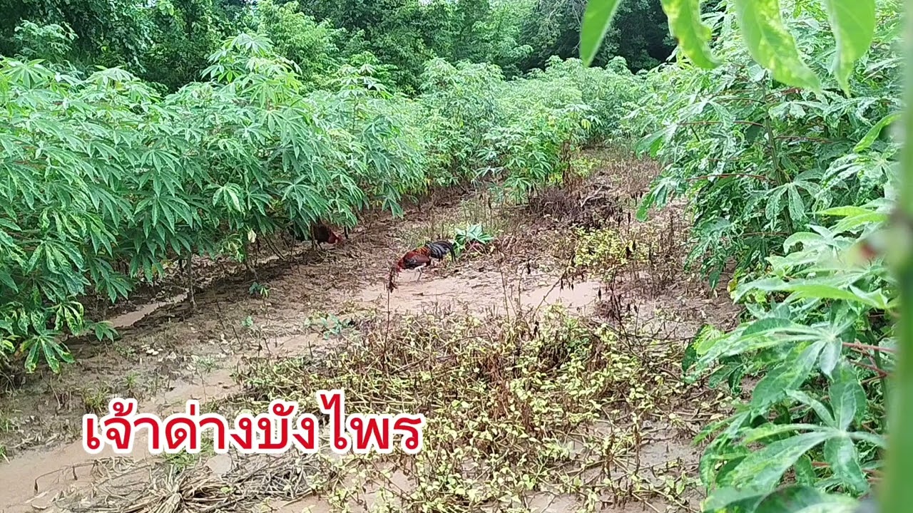 #ต่อไก่ป่าep3 (คลิปเต็ม) ต่อไก่ช่วงเข้าพรรษาเข้าเร็วมากๆหมานๆครับ24/9/2567