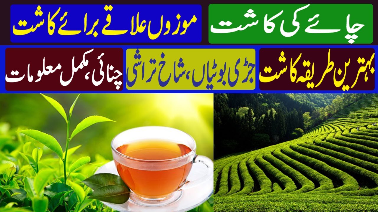 Tea Cultivation in Pakistan | Where Does Tea Grow Best | Tea Cultivation Process || Kissan Pakistan