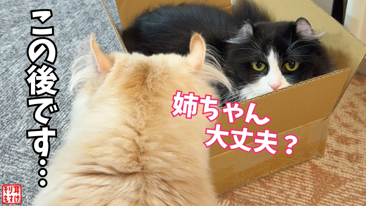 信じられません。元気のない姉ちゃんを救うために妹がまさかの行動に…。