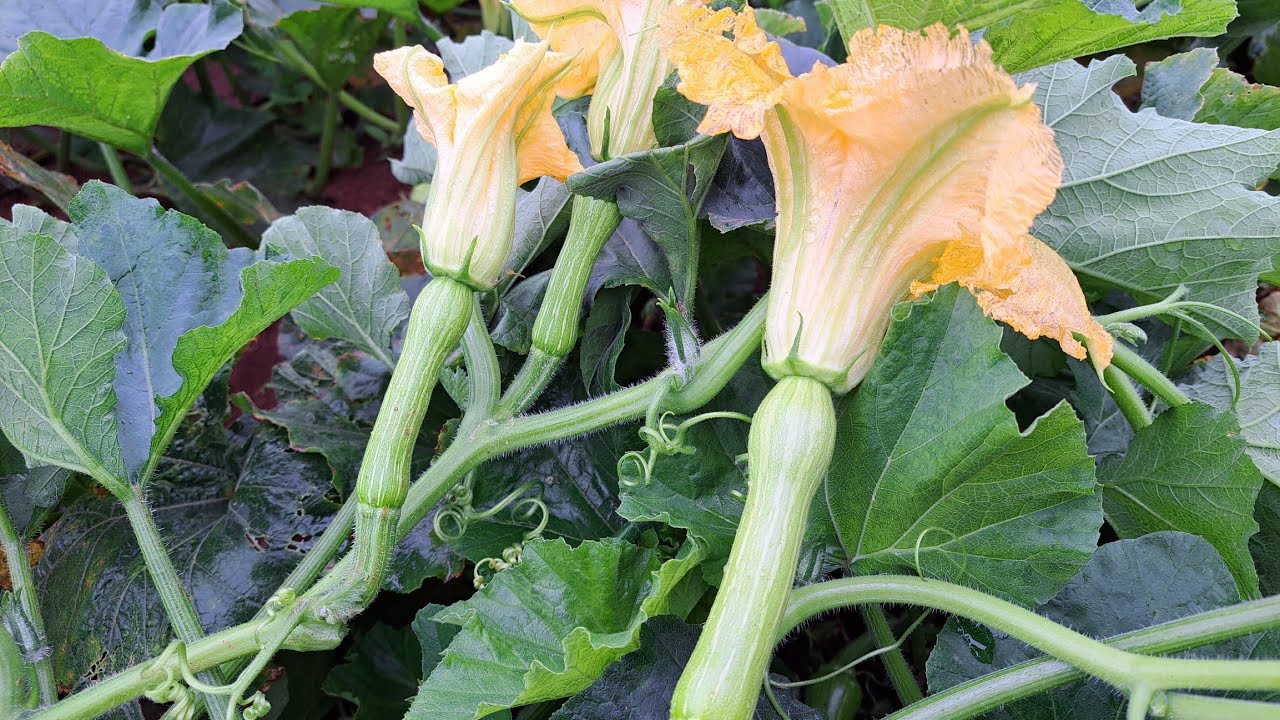 💥60 DIAS APOS SER PLANTADA🌱 VEJA A PRODUÇÃO DESSA ABOBRINHA DAYANE