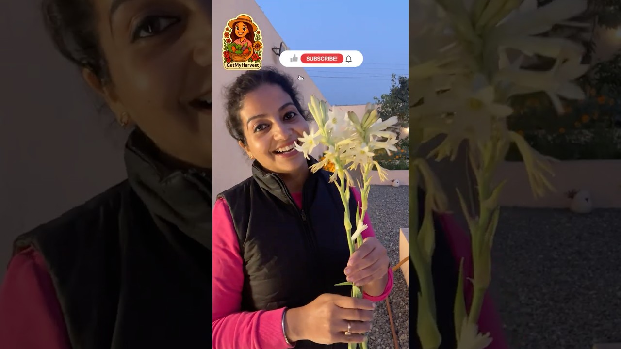 FINALLY! Rajnigandha Flower Secret  | Your Rajnigandha is NOT Blooming? THIS is the MISTAKE!