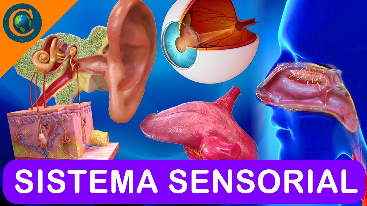 SISTEMA SENSORIAL