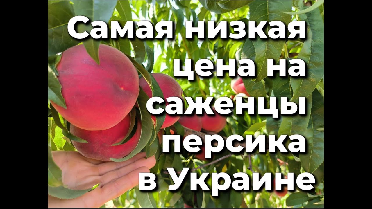 Самая низкая цена на саженцы персика в Украине
