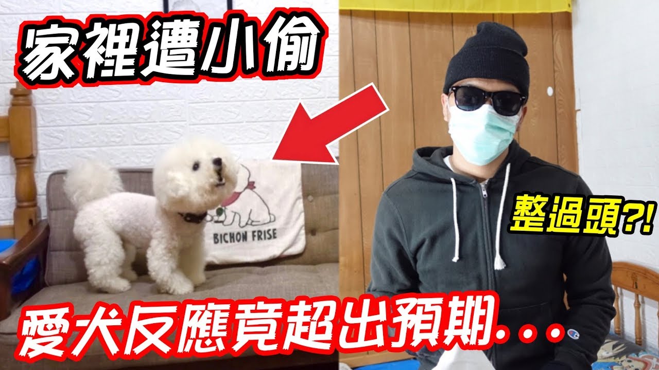【惡整】如果家裡遭小偷 愛犬看到會有什麼反應 愛犬的反應竟超出我們的預期.. Burglar PRANK on my Bichon and Poodle【希露弟弟啃雞腿】比熊 貴賓