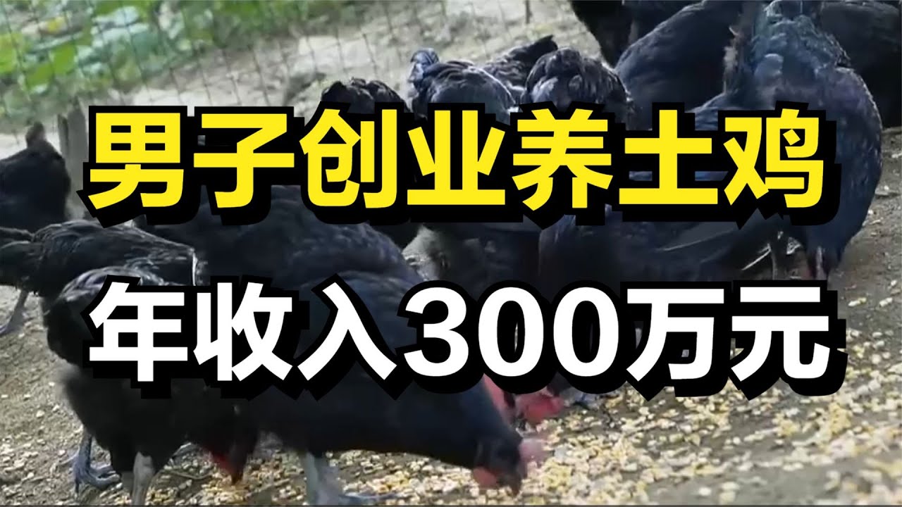 男子创业养土鸡，年收入高达300万元！