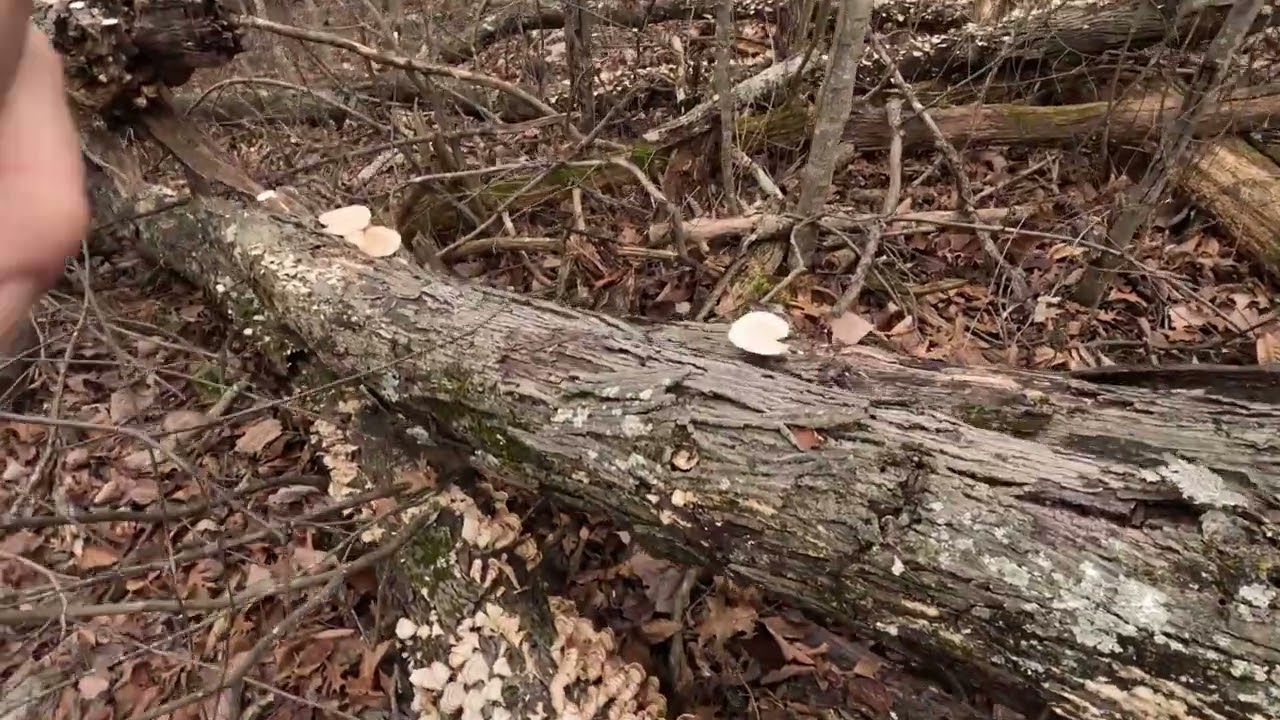 Hike to the Top of PawPaw Mountain Pt 1