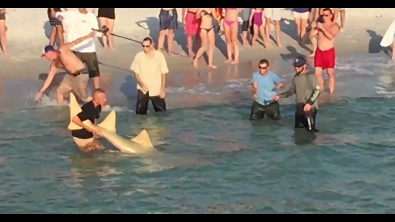 HUGE Sawfish Carpenter Shark Caught at Naples Pier!