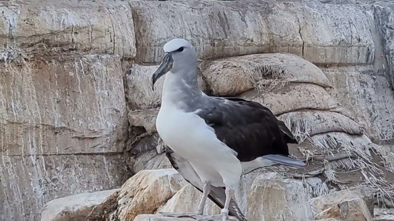 Salvin's albatross and Peruvian boobies in mixed exhibit