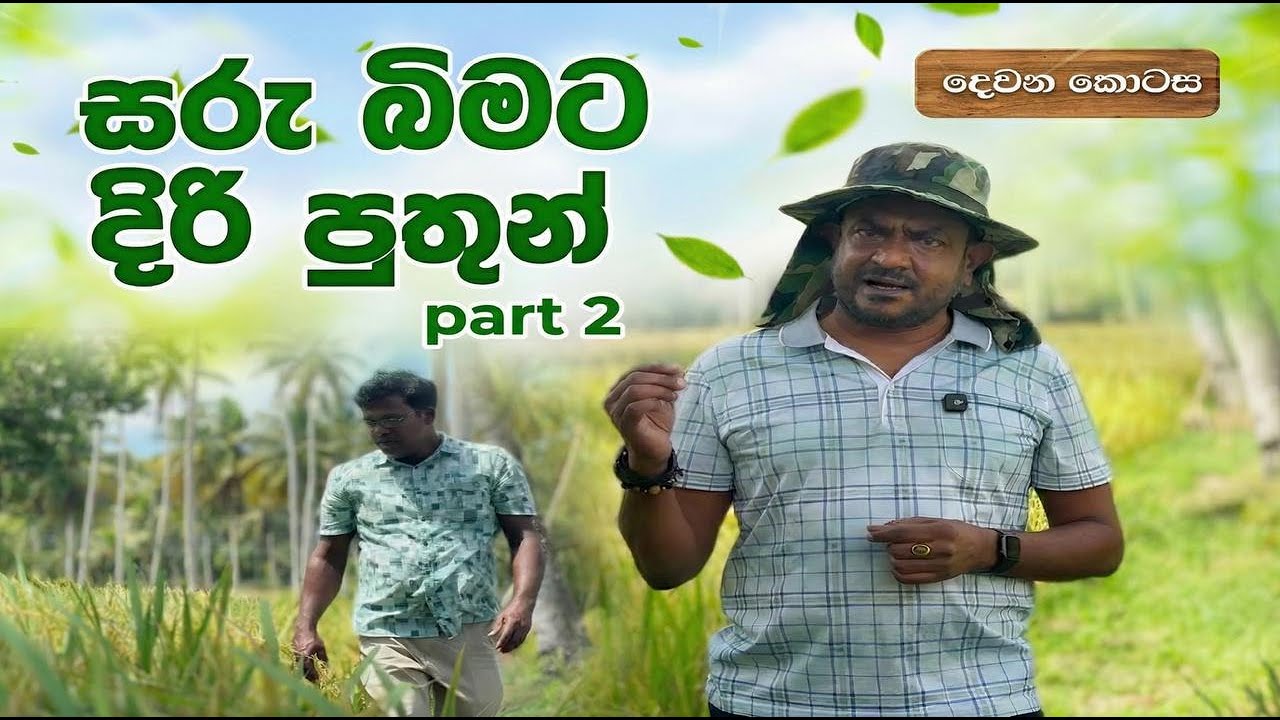 මඩ නැතිව ගොඩේ කරපු පුදුම වී වගාව - සාර්ථක ගොවියෙකුගේ කතාව | No Paddy Field? No Problem!