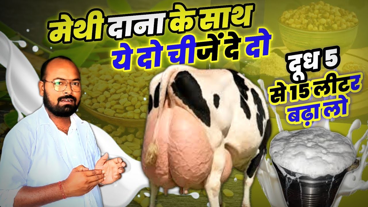 मेथी दाना के साथ ये 2 चीजों से दूध दोगुना करें। Milk Booster