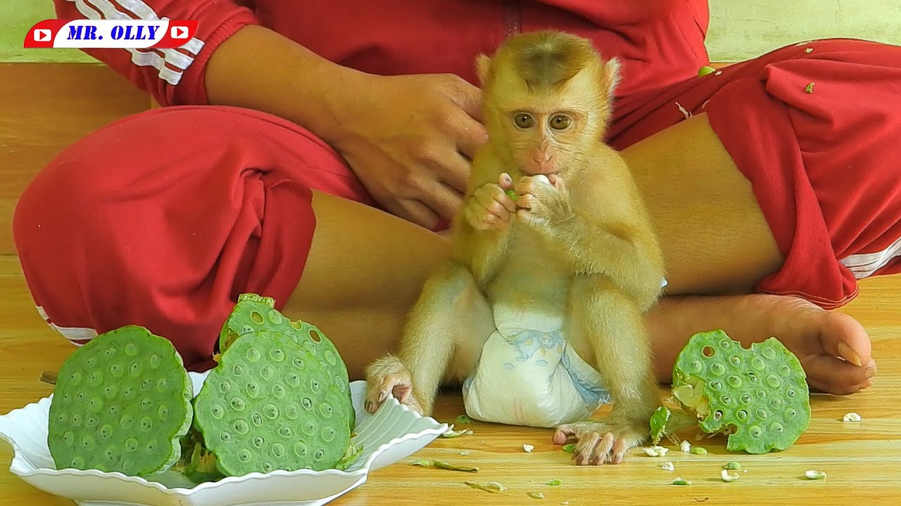 Funny Mr. OLLY Eating Lotus Seeds