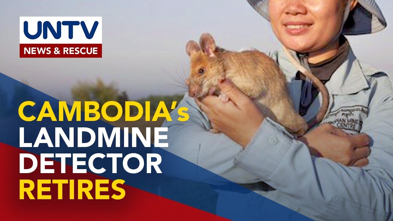 Hero rat Magawa retires after his five-year bomb sniffing career
