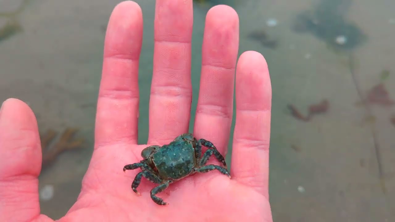 Exploring Vancouver Island Tidepools
