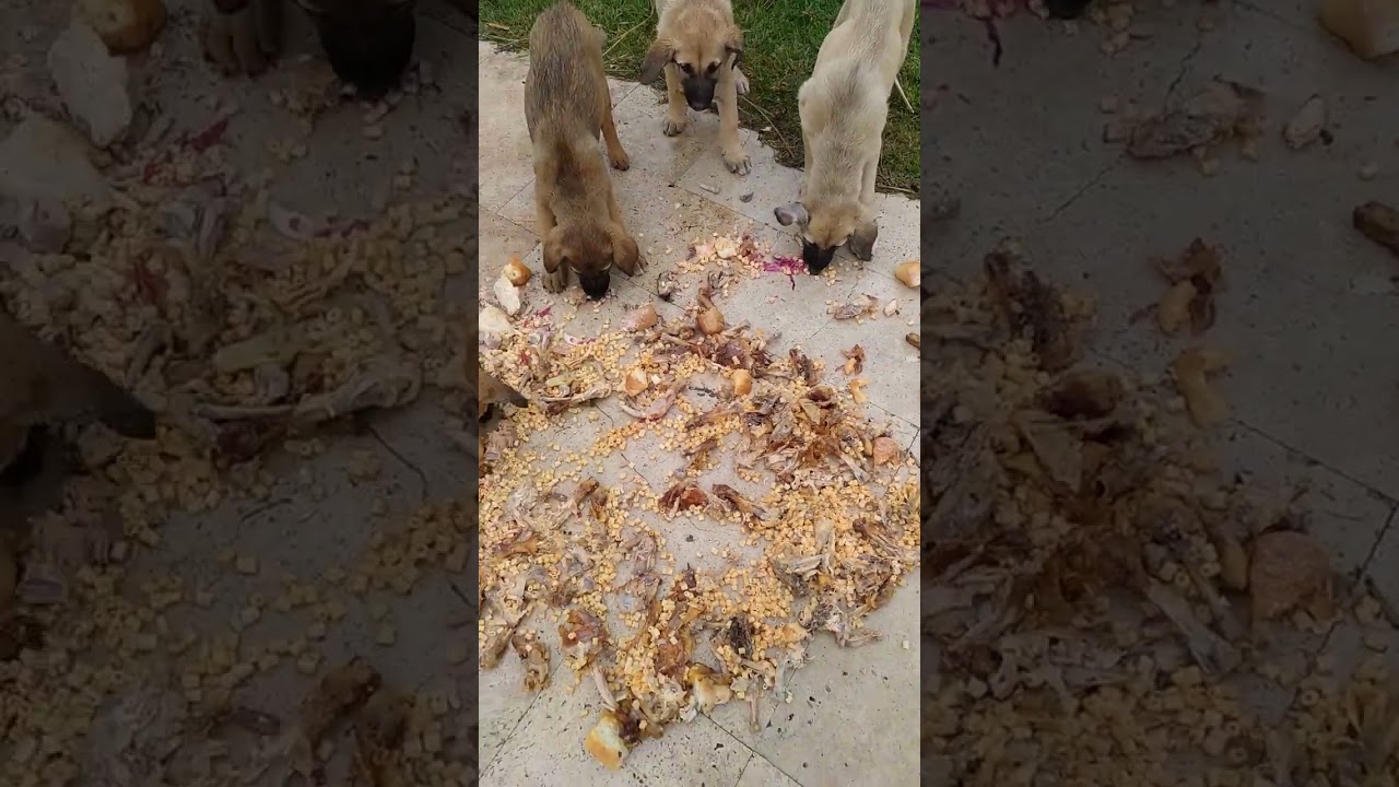 Puppies | Yavru Köpekler | Sokak Hayvanlarını Fırında Tavuk ile Besledik | Feeding Puppies